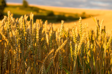 Golden wheat seen sen in front of a wheat field from the side with visible stalks © nowyn