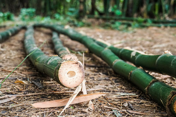 Fototapeta premium fresh cut green bamboos on the ground