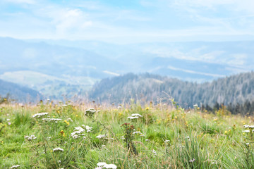 Fototapeta premium Picturesque landscape with wildflowers in meadow and mountain forest on background