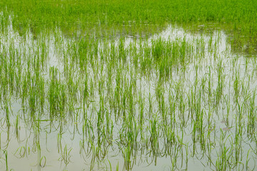 Obraz premium green rice field wetland