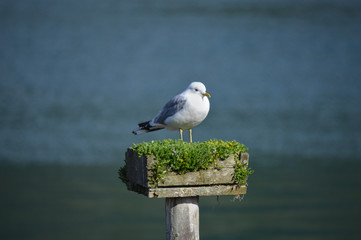 Möwe sitzt auf Pfahl; Norwegen