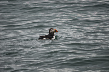 Papageientaucher schwimmt im Meer 2; Fjord, Norwegen