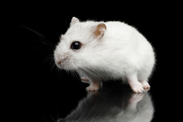 Curious White Hamster sitting Isolated on Black Background with Reflection