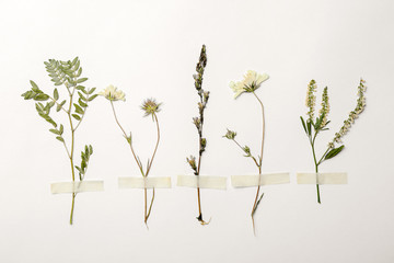 Wild gedroogde weide bloemen op witte achtergrond, bovenaanzicht