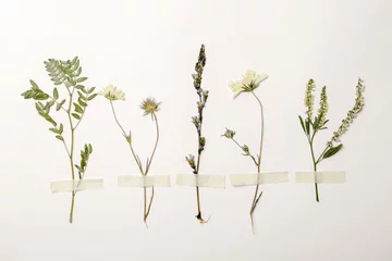 Fotobehang Lente Wild gedroogde weide bloemen op witte achtergrond, bovenaanzicht