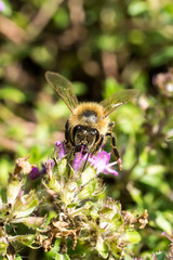 Front view of Honey Bee (Apis mellifera) on Breckland thyme flowers (Thymus serpyllum)
