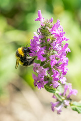 Garden Bumblebee (prob. Bombus hortorum) on Betony flowers (Stachys officinalis / Betonica officinalis)