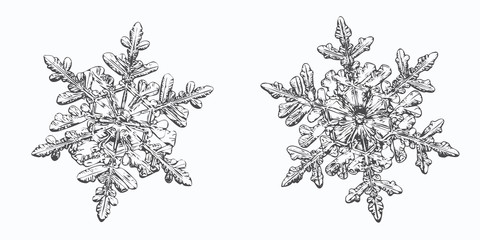 Two snowflakes isolated on white background. This vector illustration based on macro photo of real snow crystals: small stellar dendrites with hexagonal symmetry, ornate shape and thin, elegant arms.