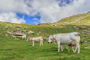 Fototapeta premium mucche in fila