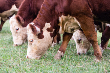 cows grazing in field