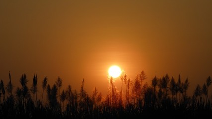 Sunrise in a farm