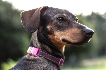 Cachorro Teckel
