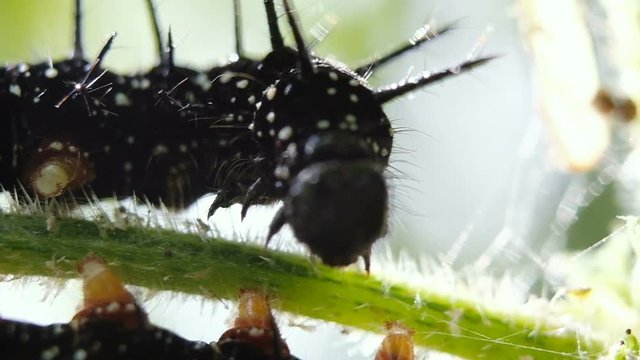 Black caterpillar of the peacock eye sits and eats a green plant, macro. Slow motion