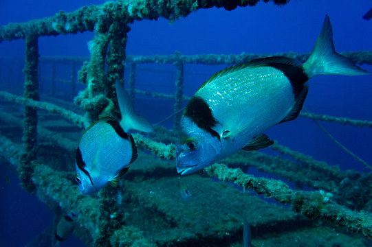 Patrullando el pecio