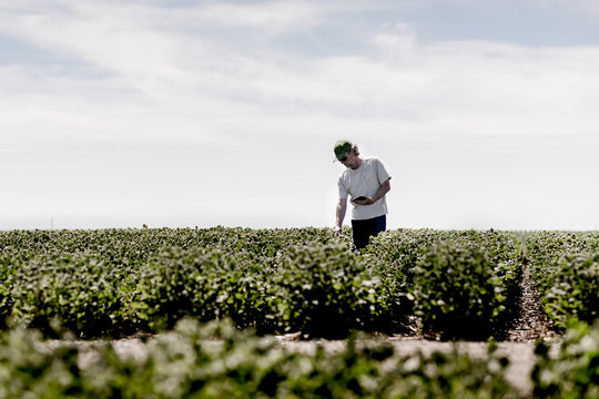 Crop field inspection