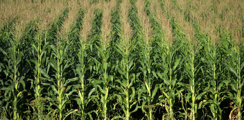 In the field ripens grain corn
