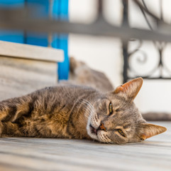 Cat posing in Paros, Greece