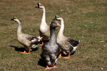Toulouse and chinese domestic geese on the farm