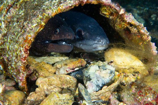 Compa&ntilde;eros de casa