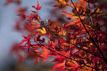 Fächerahorn mit rotem Laub im Herbst