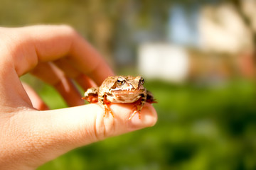 life in harmony with the wild nature - little frog in hand