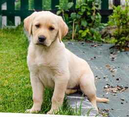 Cachorro Labrador