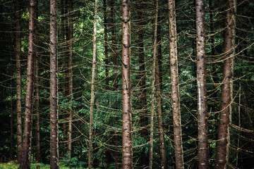 background nature spruce Carpathian European tree trunks details