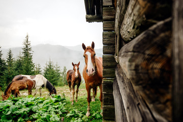 horses in the mountains of the Carpathians in Ukraine