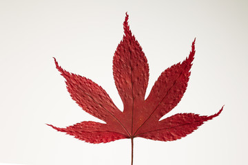 Blatt des F&auml;cherahorns getrocknet 