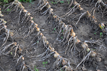 On the plantation ripe the onion