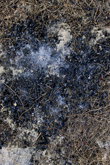 Burned Ground Spot Texture