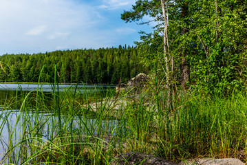 The quiet wild forest on the shore of the Saimaa lake in the Kolovesi National Park in Finland - 19