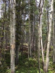Aspen Trees Burro Trail Breckenridge Colorado
