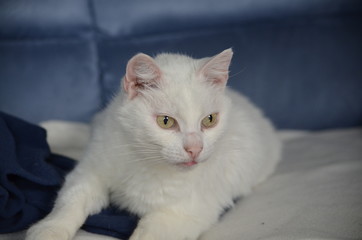 Verträumter Kater auf blauem Sofa