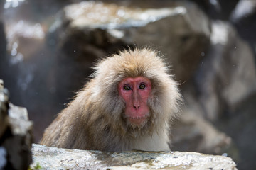 macaque monkey in a bath in japan
