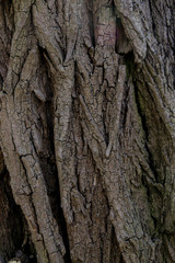 Beautiful Tree Crust Lines Texture