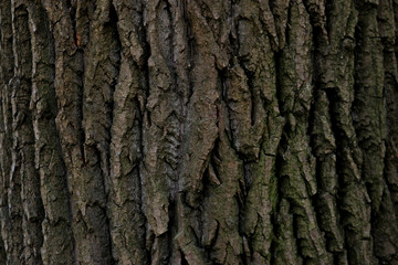 Tree Crust Texture Detail