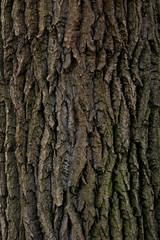 Tree Crust Texture 