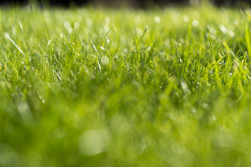 Shallow depth of field shot of green grass or lawn