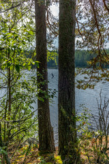 Obraz premium The Saimaa lake in the Kolovesi National Park in Finland seen through the trees on its shores - 4