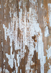  peeling old paint on a tree