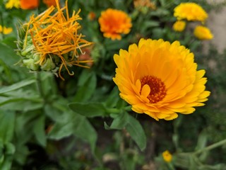 Closeup yellow flower