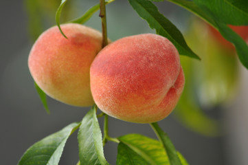 Ripe peach fruit