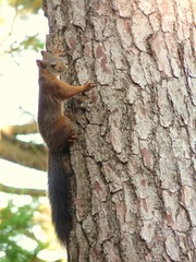 Red squirrel