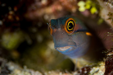 Fototapeta na wymiar tailspot coralblenny fish
