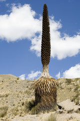 Puya Raimondi conifera mas grande del mundo