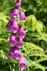 Purple foxglove flower © Philip