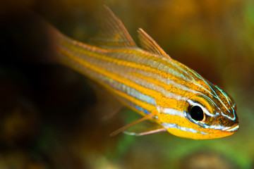 wassinki cardinalfish fish