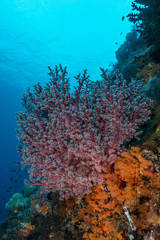 Plakat soft coral on the slope of a tropical reef
