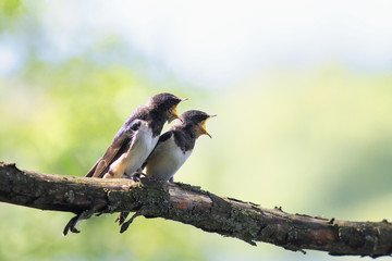 pair little hungry Chicks birds village swallows sit on the frost over a reservoir and uncovered their small beaks in anticipation food and parents year-old clear day